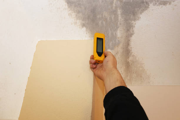 Best Basement Mold Removal  in Inglis, FL