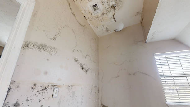 Best Forensic Mold Investigation  in Inglis, FL