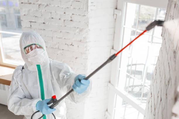 Best Basement Mold Removal  in Inglis, FL