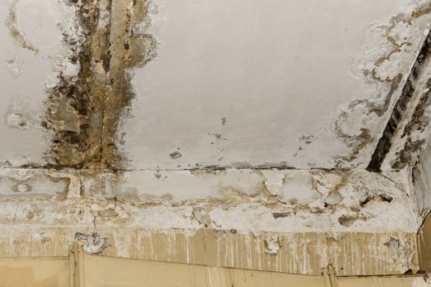Best Residential Mold Inspection & Testing  in Inglis, FL