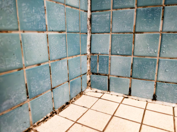 Best Residential Mold Inspection & Testing  in Inglis, FL