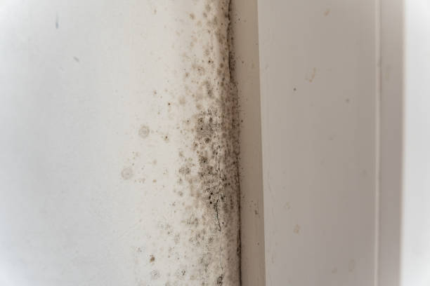 Best Indoor Air Quality Assessment  in Inglis, FL