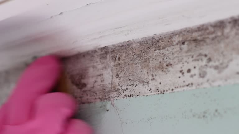 Best Air Quality Testing for Mold Spores  in Inglis, FL